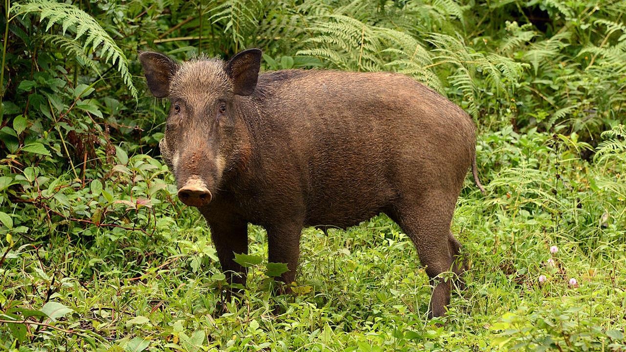 Dan giau lon trong rung de tranh kiem dich ta hinh anh