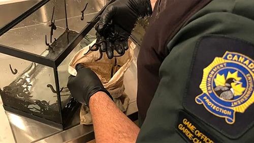 Nguoi dan ong Canada bi bat vi giau hon 4.700 con dia khi len may bay hinh anh