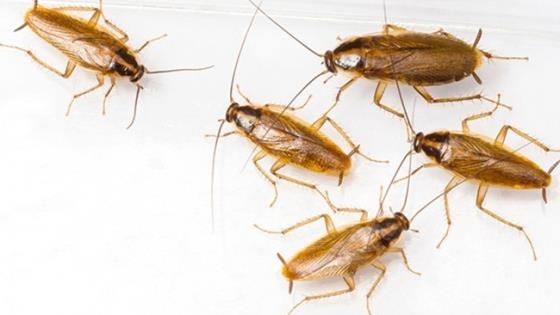 Gian Duc hoanh hanh o nhieu khu chung cu hinh anh