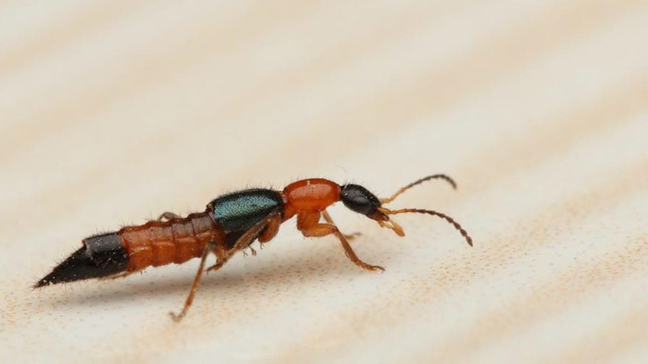 Canh bao kien ba khoang vao mua hinh anh