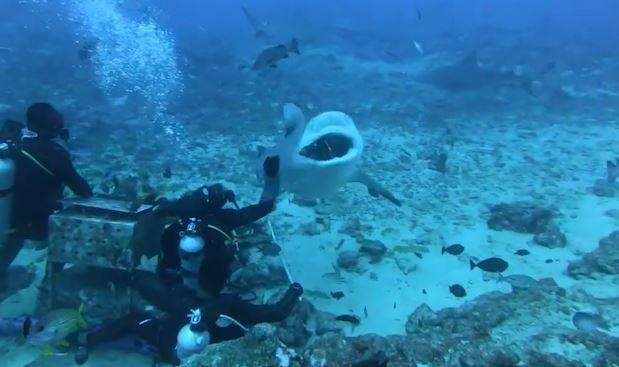 Tho lan cho ca map an ngay duoi bien o dao Fiji hinh anh