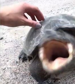 Suyt bi can vi co so mai rua de song ao hinh anh