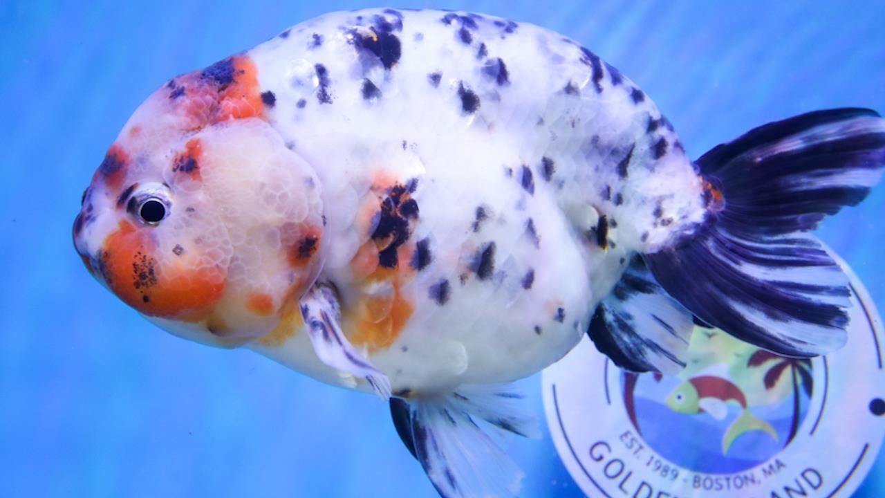 Loai ca vang co gia hang nghin USD moi con o Trung Quoc hinh anh