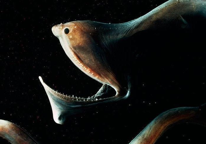 Nhung sinh vat kinh di an nap duoi day Tam Giac Quy hinh anh