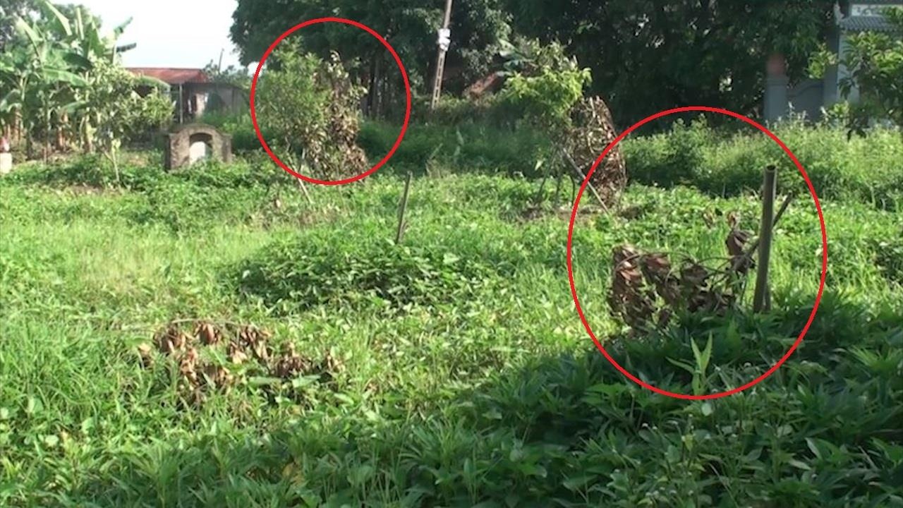 3 sao cay an qua cua nguoi dan Hung Yen bi chat pha chi sau mot dem hinh anh