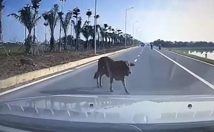 Bo dot ngot bang qua duong bi xe ban tai dam vang ra xa hinh anh