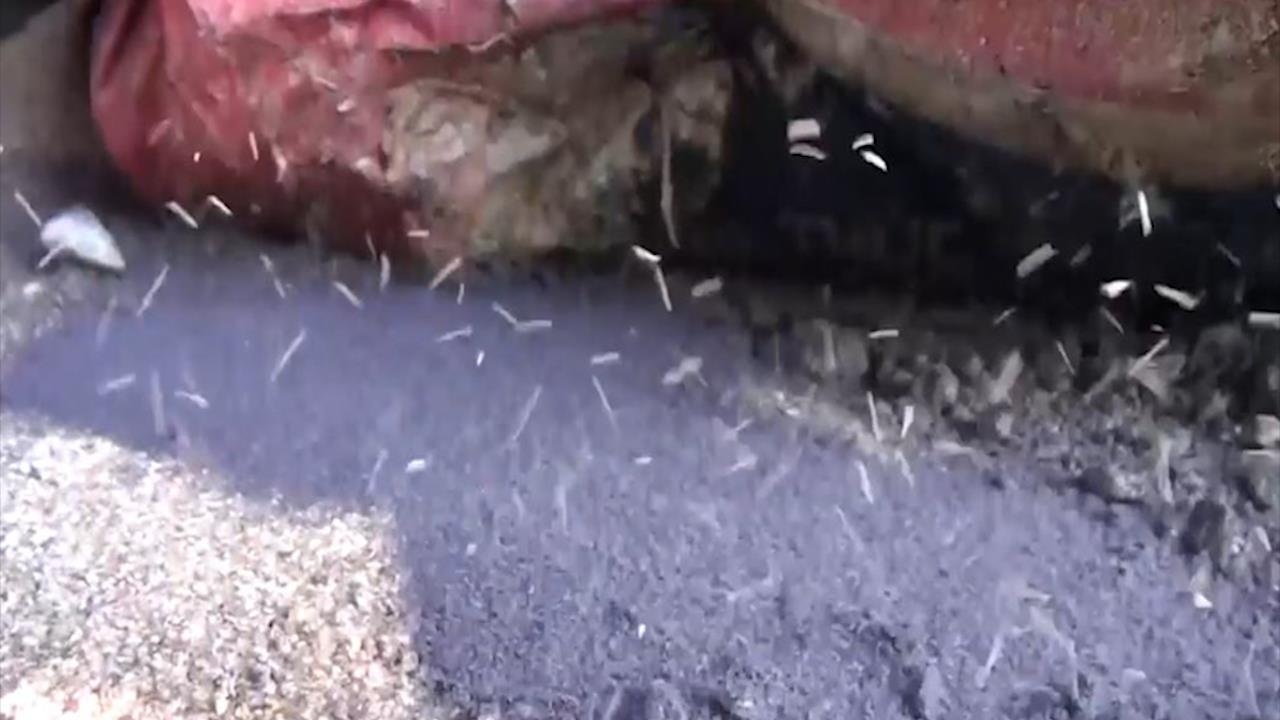 Con trung la tan cong nha dan tai Phu Yen hinh anh