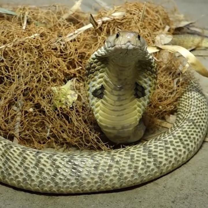 Nhung pha xuat hien dang so cua ran xung quanh nha hinh anh