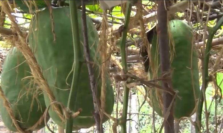 Lang bi dao khong lo o Binh Dinh hinh anh