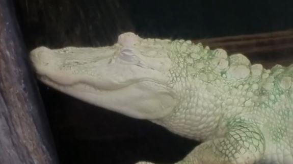 Ca sau bach tang hut khach du lich o Thuy cung Bac Carolina, My hinh anh