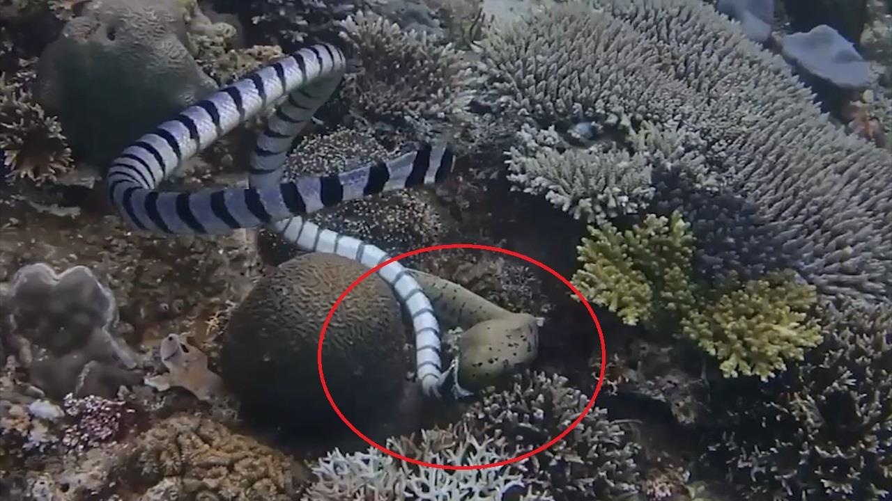 Ran bien ha doc ca lich nhung that bai trong cuoc di san hinh anh