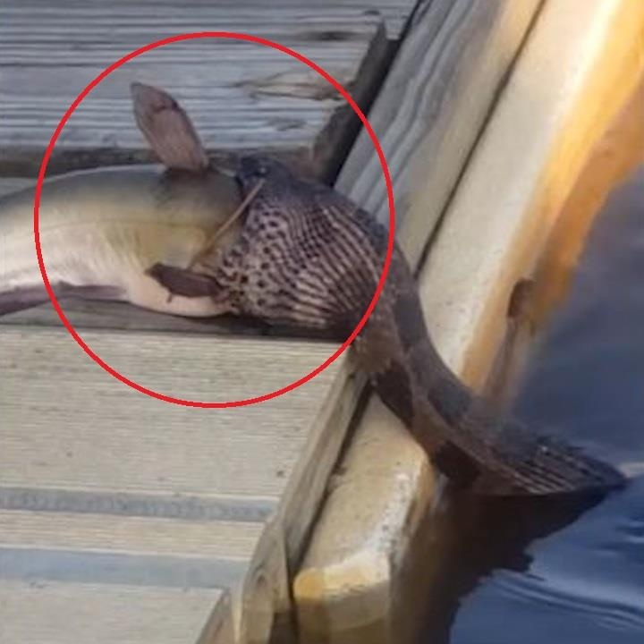 Ran ngoi len mat nuoc, 'kho so' khi nuot ca lon hinh anh