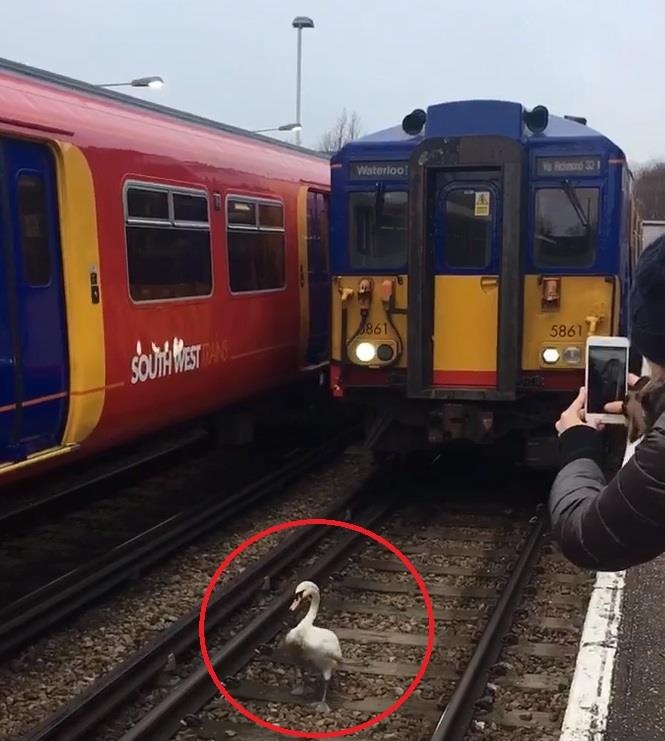 Tau hoa di cham, nhuong duong ray cho vit hinh anh