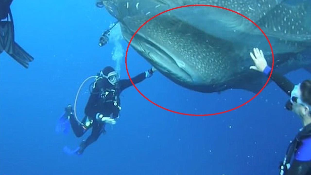 Tho lan giai cuu 4 ca nham khong lo ket trong luoi danh ca hinh anh