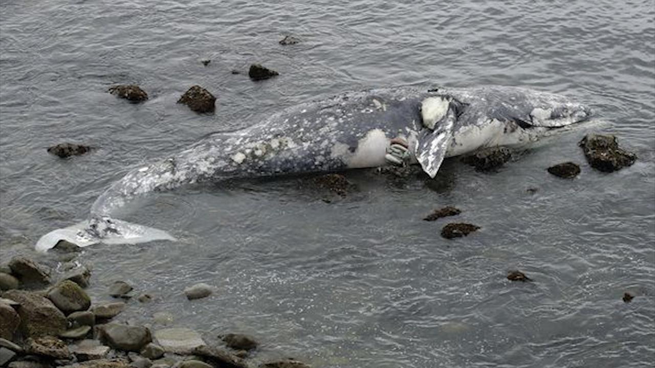 Bi an ca voi chet hang loat dat vao bo bien phia tay nuoc My hinh anh