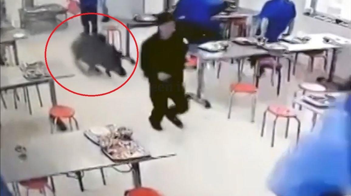 Lon rung lao vao canteen giua gio an, dam dong bo chay tan loan hinh anh