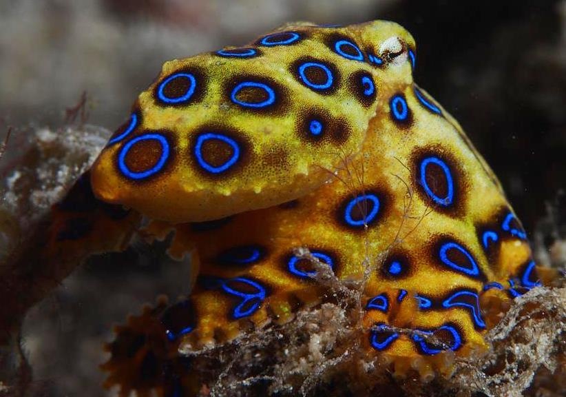 Nhung dong vat co the giet nguoi hang loat hinh anh