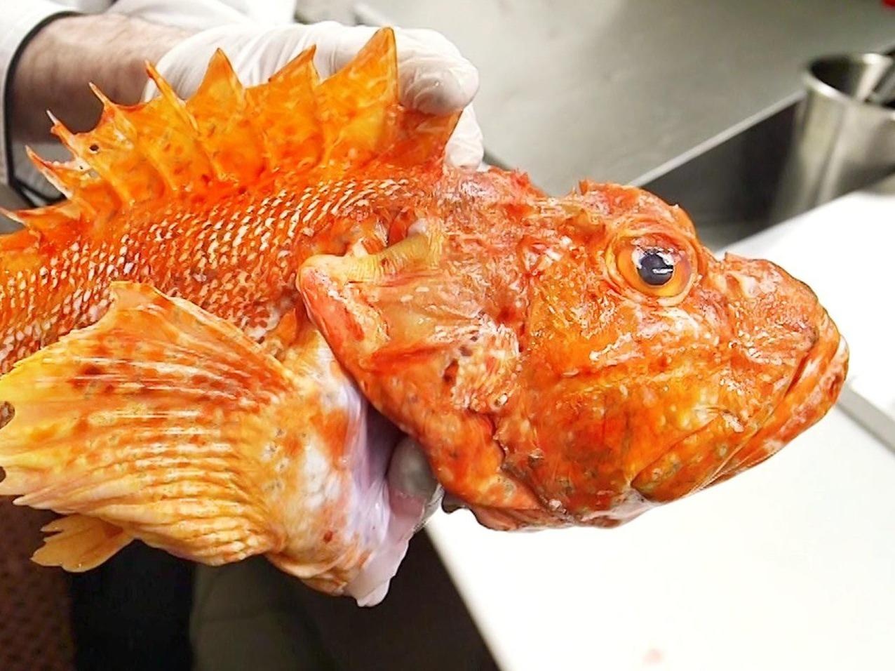 Nem thu vi cua loai ca co noc doc nhat the gioi hinh anh