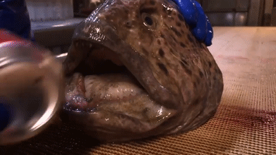 Luon soi bi cat dau van can nat lon nuoc ngot hinh anh