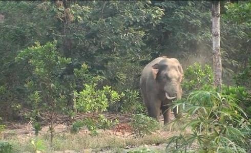 Voi rung mac ket duoi ho bun duoc 38 dan lang ra giai cuu hinh anh