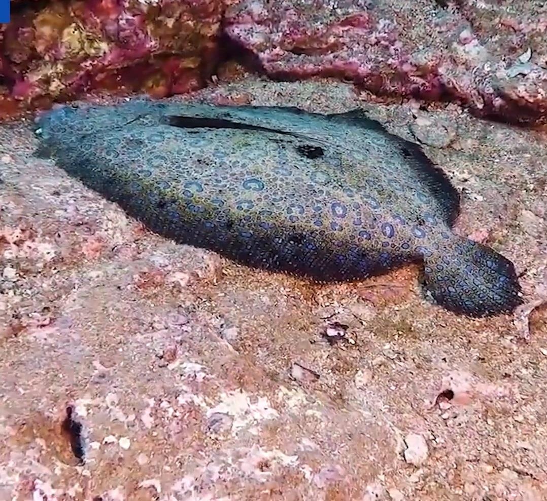 Nhung man nguy trang bac thay cua dong vat hinh anh