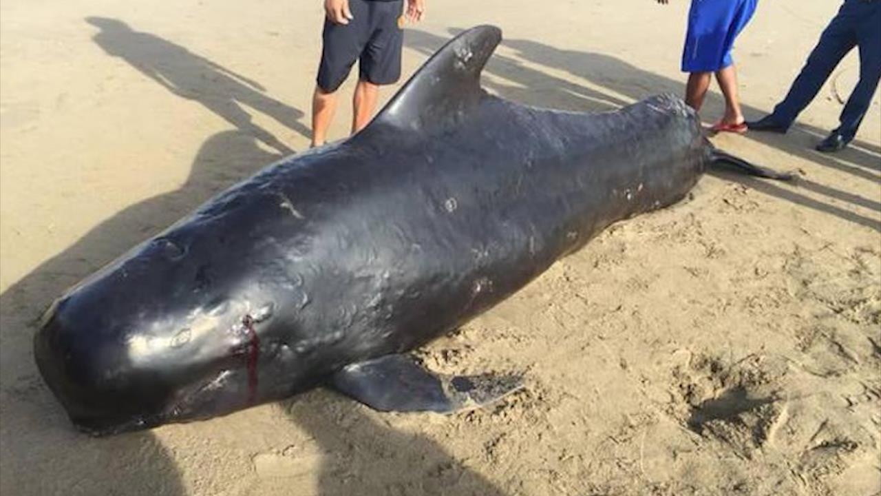 Xac ca voi nang mot tan dat vao bien Ha Tinh hinh anh