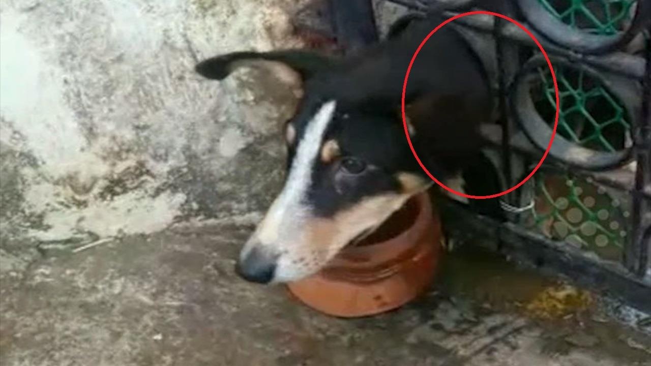 Nguoi dan An Do hop suc giai cuu chu cho bi ket vao cua nha hinh anh