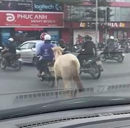 Dung xe may dan ngua ngay tren duong pho Ha Noi hinh anh