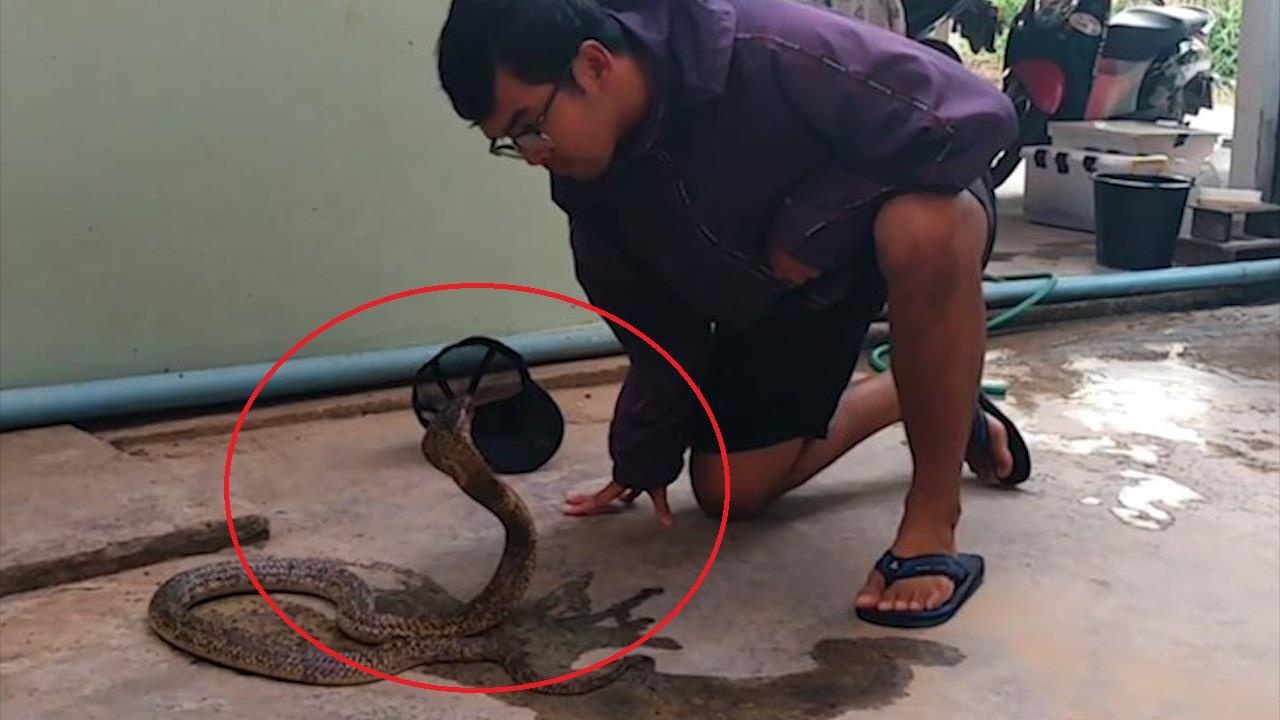 Tho bat ran lam diu ran ho mang chi trong choc lat hinh anh