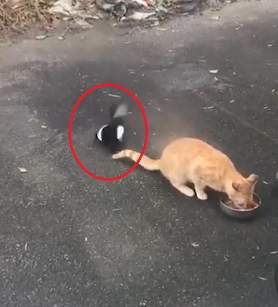 Chim 'ca khia' lien tiep voi meo vi khong kip gianh an hinh anh