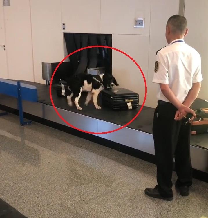 Cho nghiep vu xoay vong danh hoi hanh ly tai san bay hinh anh