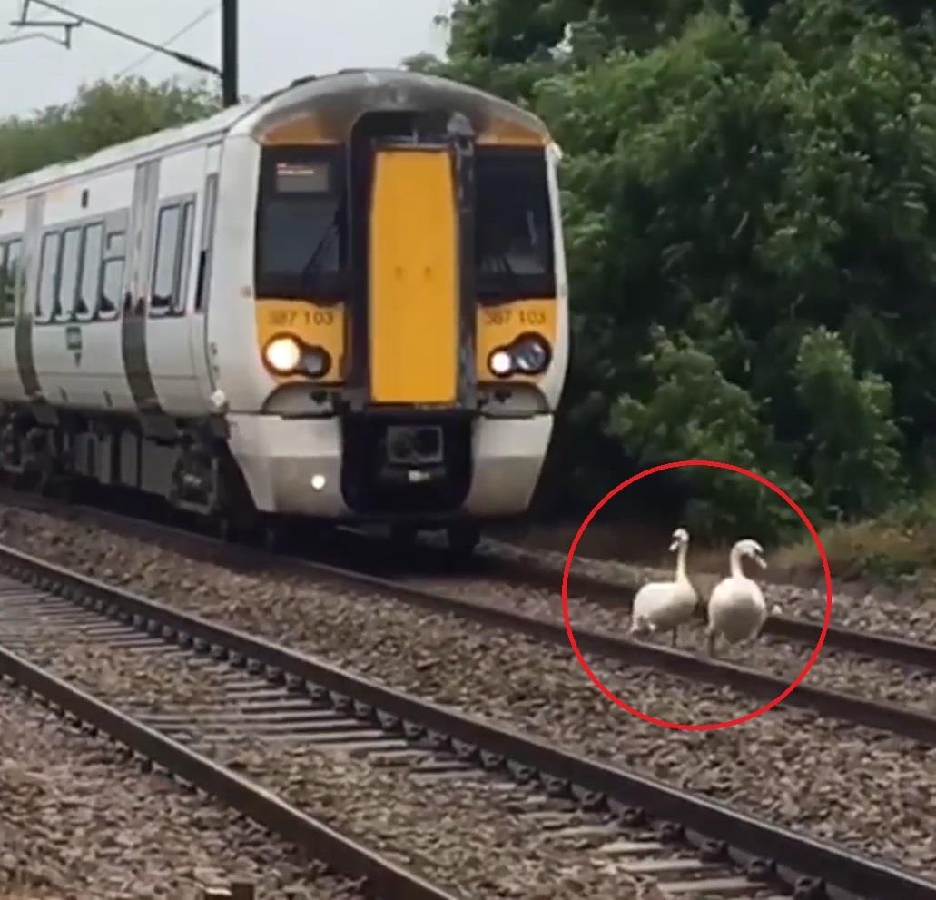 Tau hoa kien nhan di cham nhuong duong ray cho thien nga hinh anh