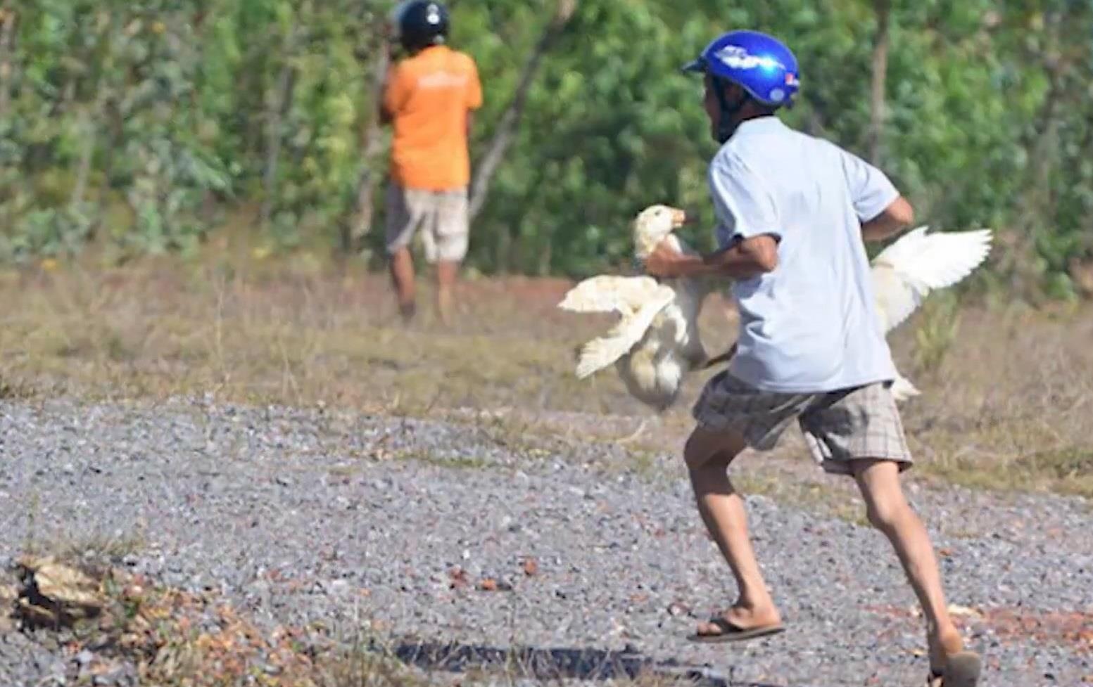 Bi dan hoi vit, tai xe phai boi thuong 200 trieu dong hinh anh