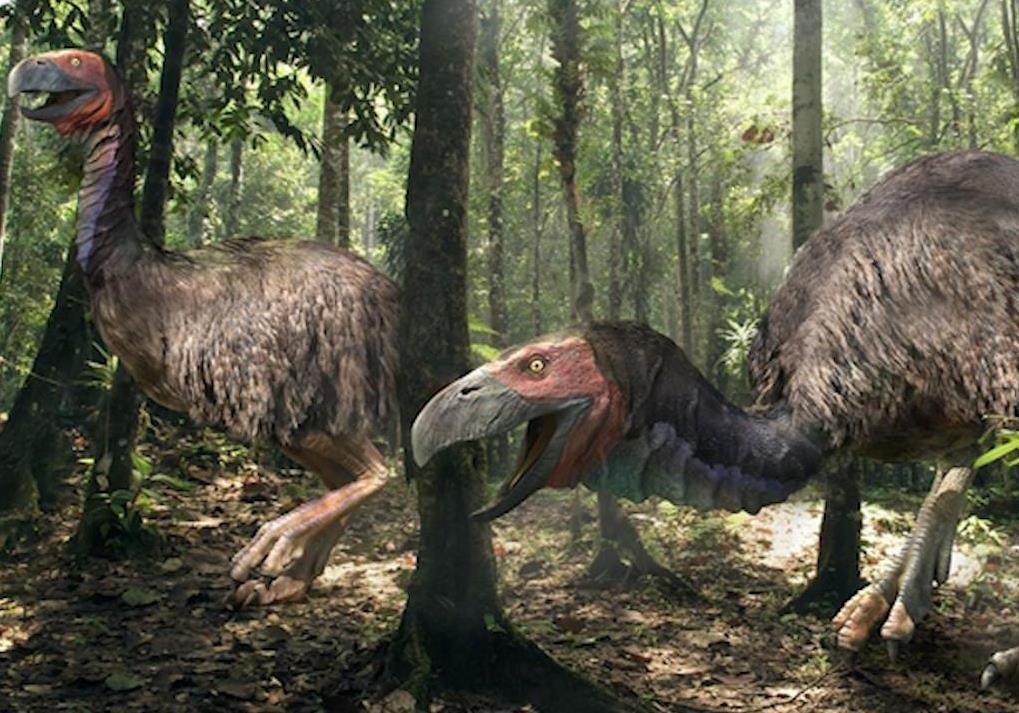 Neu loai chim to nhu khung long chua tuyet chung, chuyen gi se xay ra? hinh anh