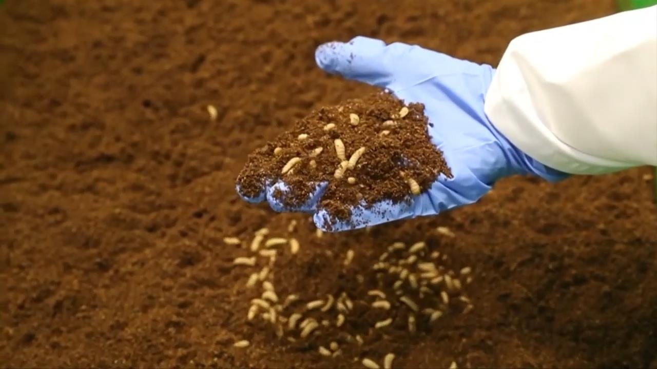 Nuoi ruoi lam thuc an chan nuoi hinh anh