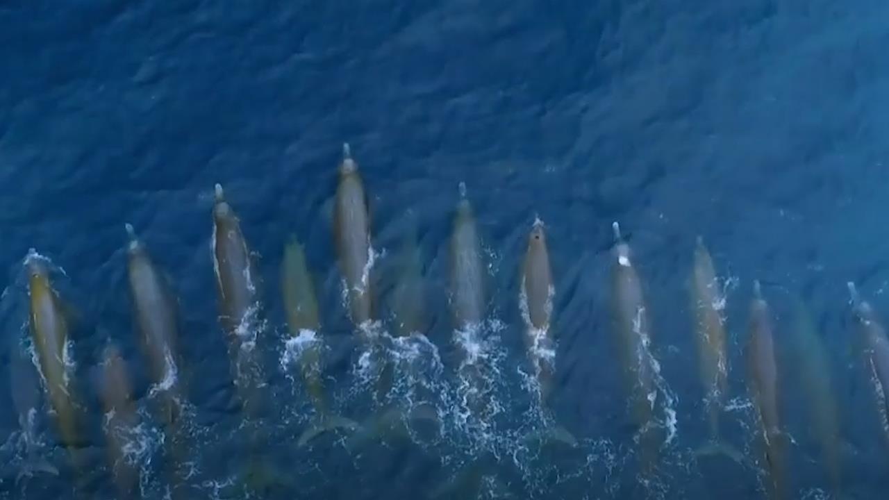 Hinh anh cuc hiem cua ca voi mom khoam thuong lan sau 1.000 met hinh anh