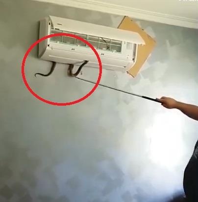 Ran chui vao may dieu hoa de tranh nong hinh anh