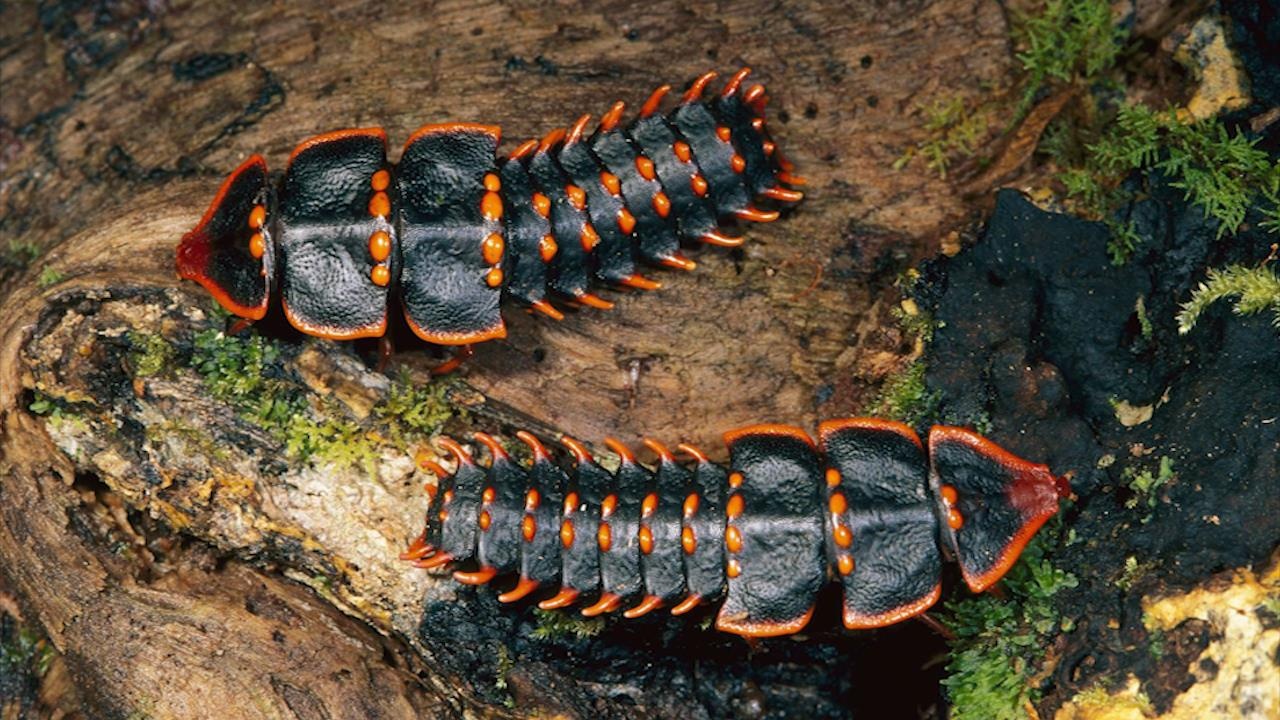 Phat hien loai bo quy hiem nua the ky moi gap mot lan o Singapore hinh anh