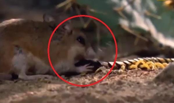 Mai me san moi ret khong lo bi chuot xoi tai hinh anh