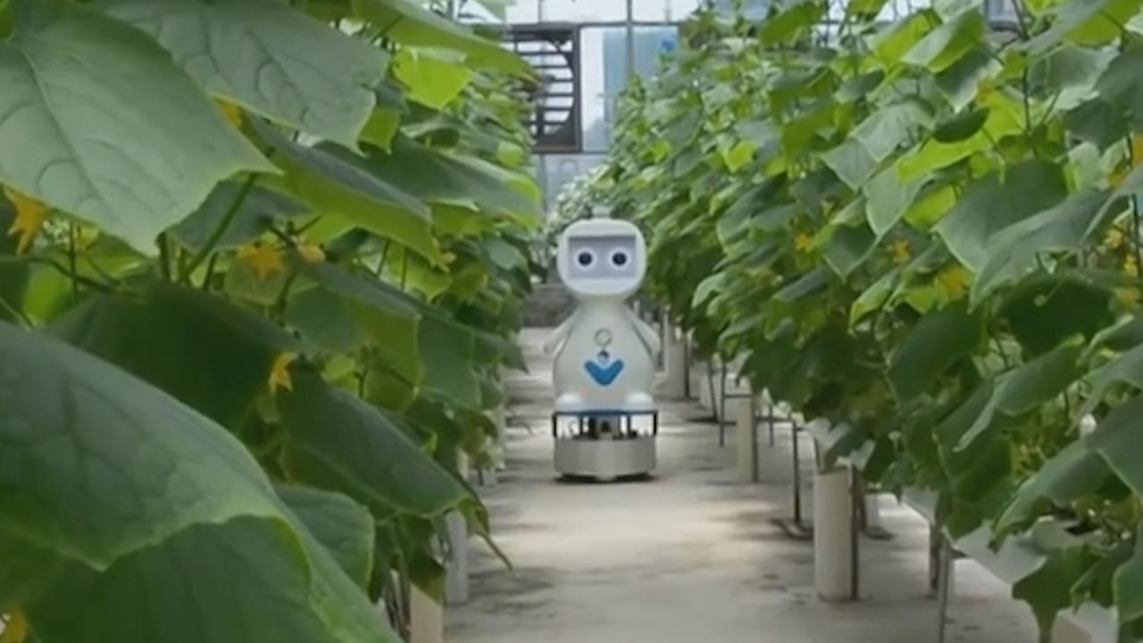 Robot ho tro AI va 5G duoc dua vao cham soc vuon hinh anh