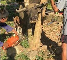 Giai cuu trau bi ket dau giua cay o Ha Tinh hinh anh