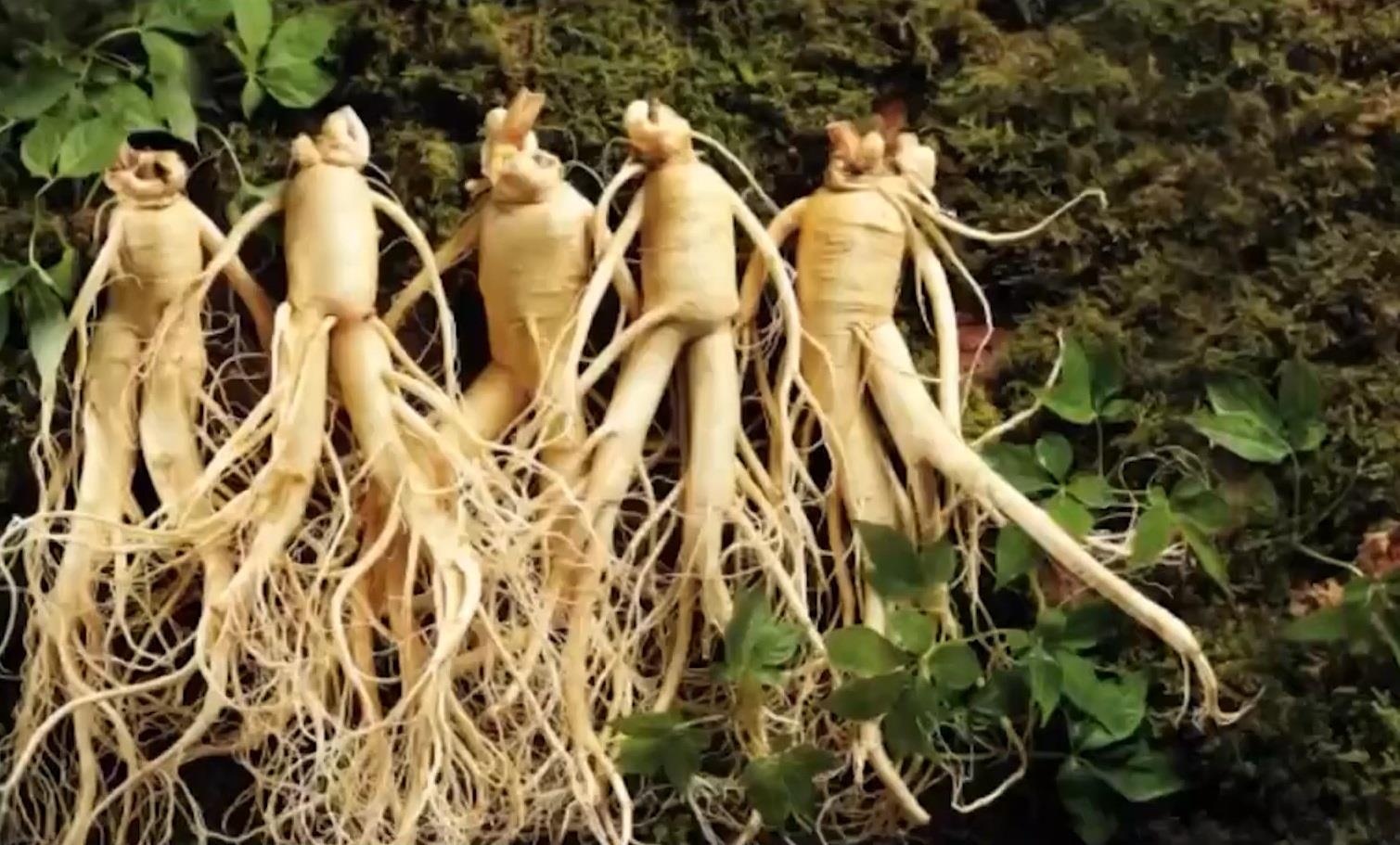 Phan biet nhan sam that va gia nhu the nao? hinh anh