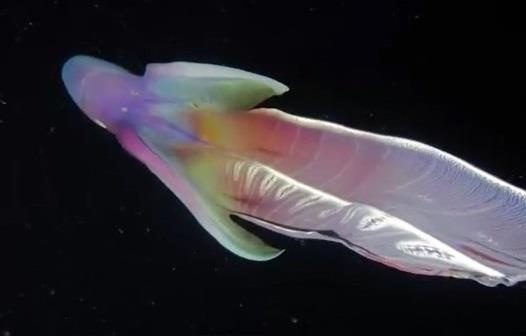 Bach tuoc 7 mau phat sang nhu cau vong duoi bien hinh anh