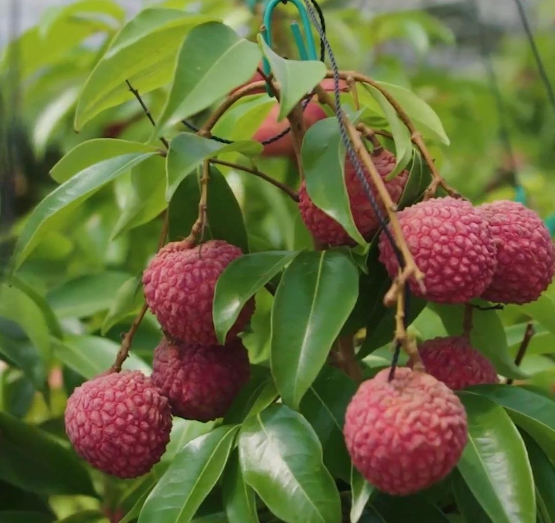 Bo 9.000 yen mua 8 qua vai thieu hao hang Nhat Ban hinh anh