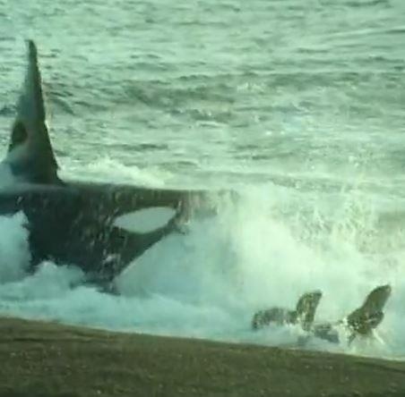 Ca voi sat thu lao len sat bo nuot gon su tu bien hinh anh