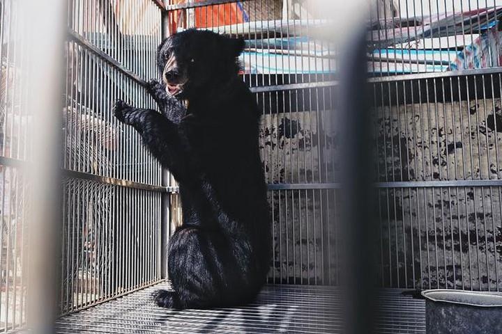 Giai cuu gau ngua tung duoc trum ma tuy nuoi nhot o Lang Son hinh anh