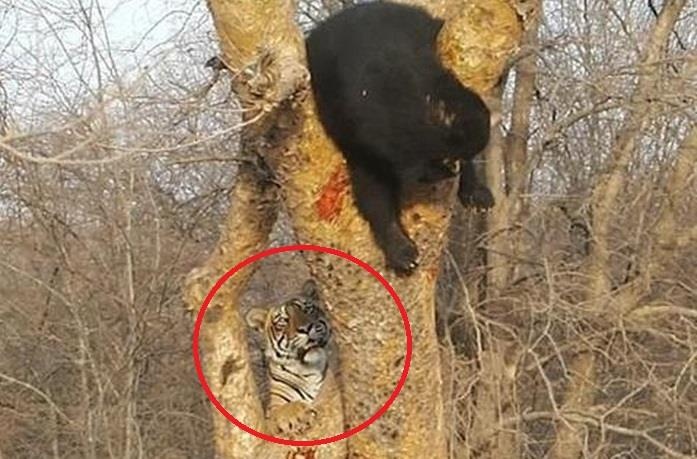 Ho hoang so roi xuong dat vi doa gau den khong thanh hinh anh