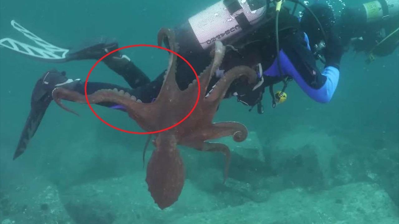 Khoanh khac bach tuoc dung xuc tu quan tho lan tai vung bien Nhat Ban hinh anh