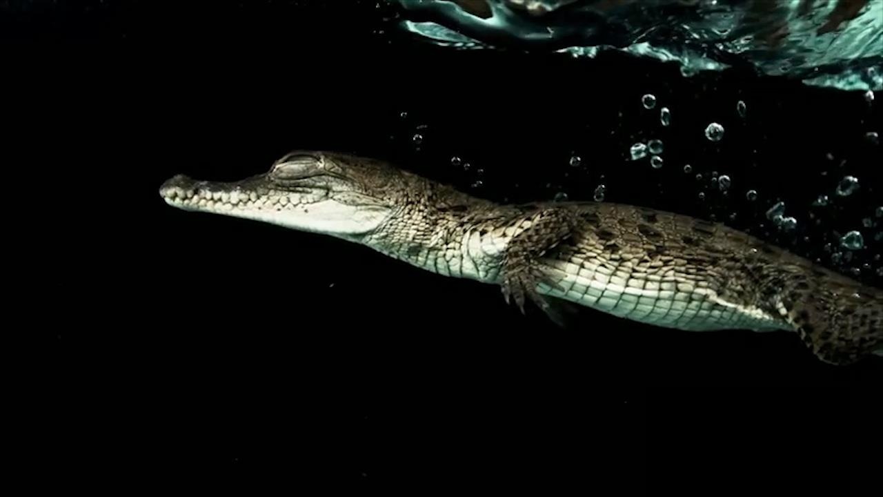 Hung than ca sau san moi tren nhung dong song Trung My hinh anh