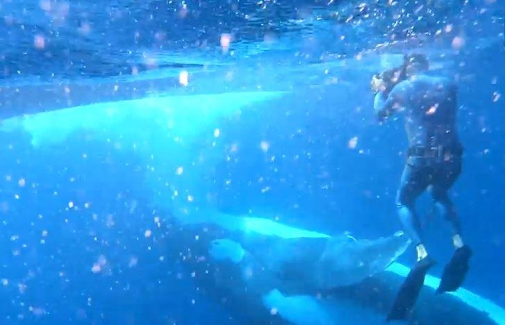 Boi cung ca voi lung gu o Tonga dep nhu thuy cung hinh anh